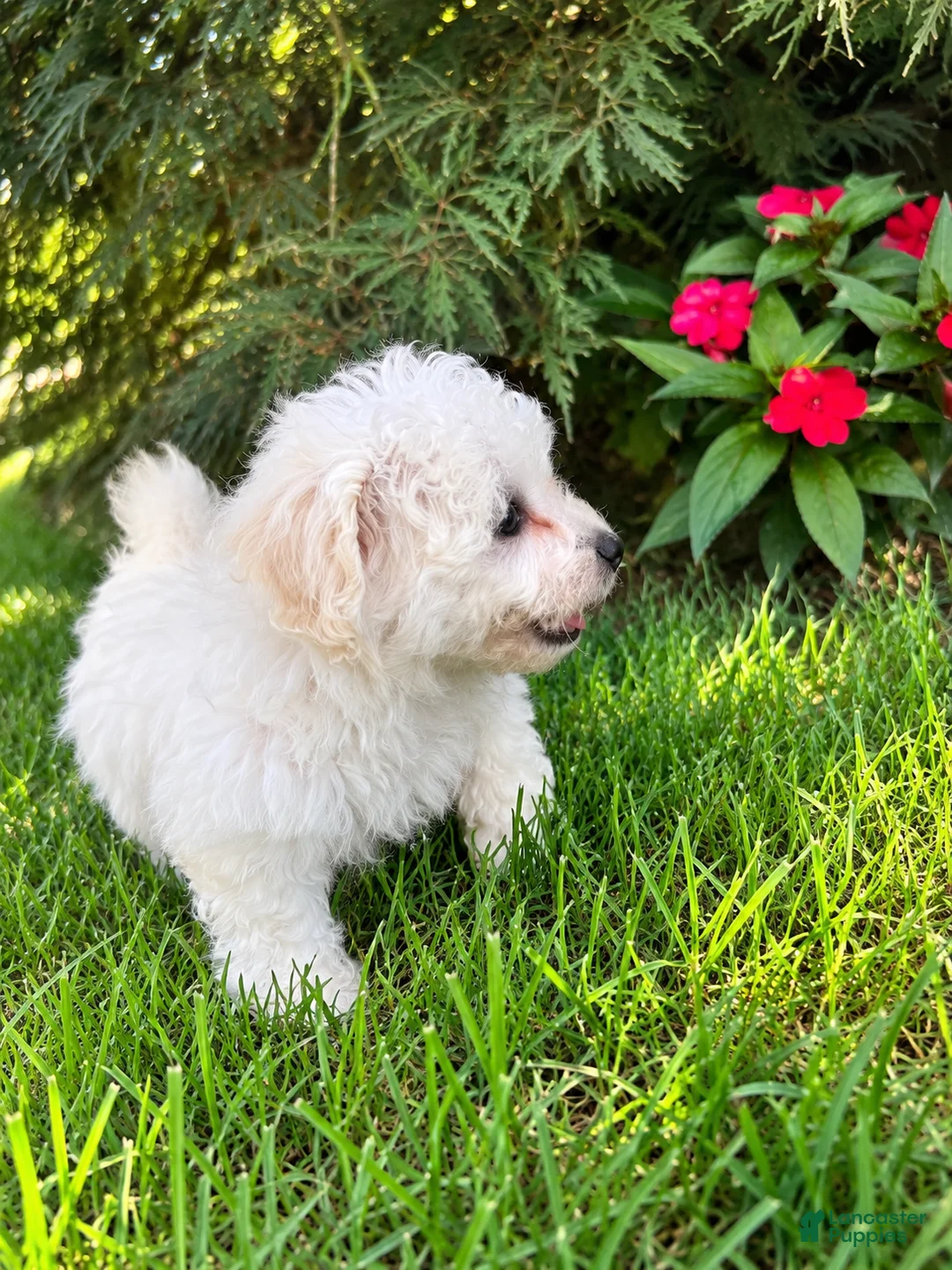 Bichon Frise dogs for sale: Bichon Frise 1 - Ad 2
