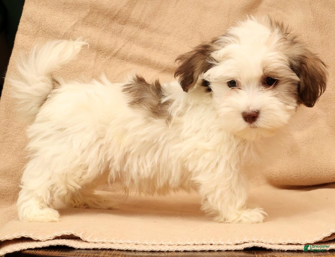 Havanese dogs for sale: Benji - Ad 7