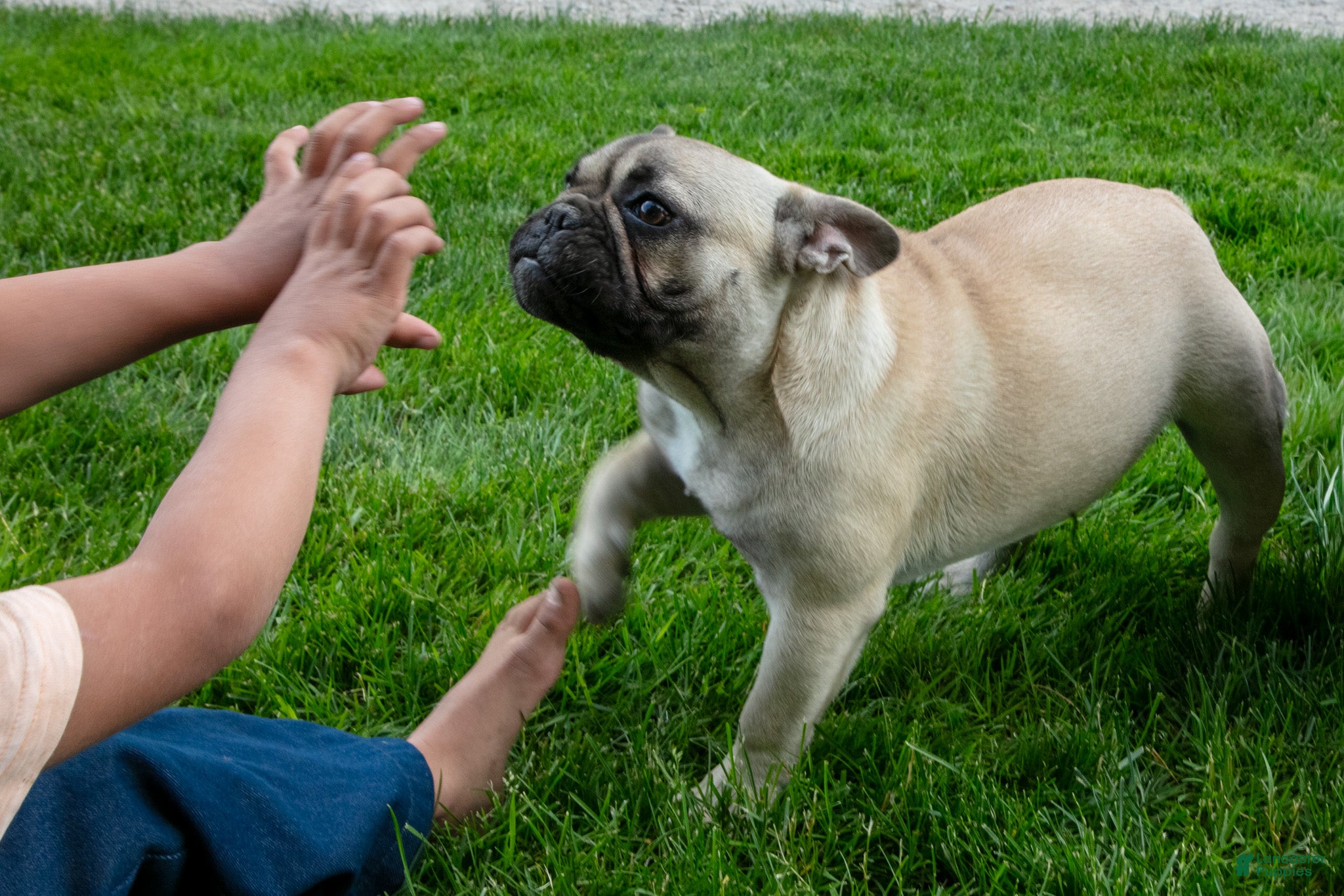 French Bulldog dogs Lacy - Ad 2