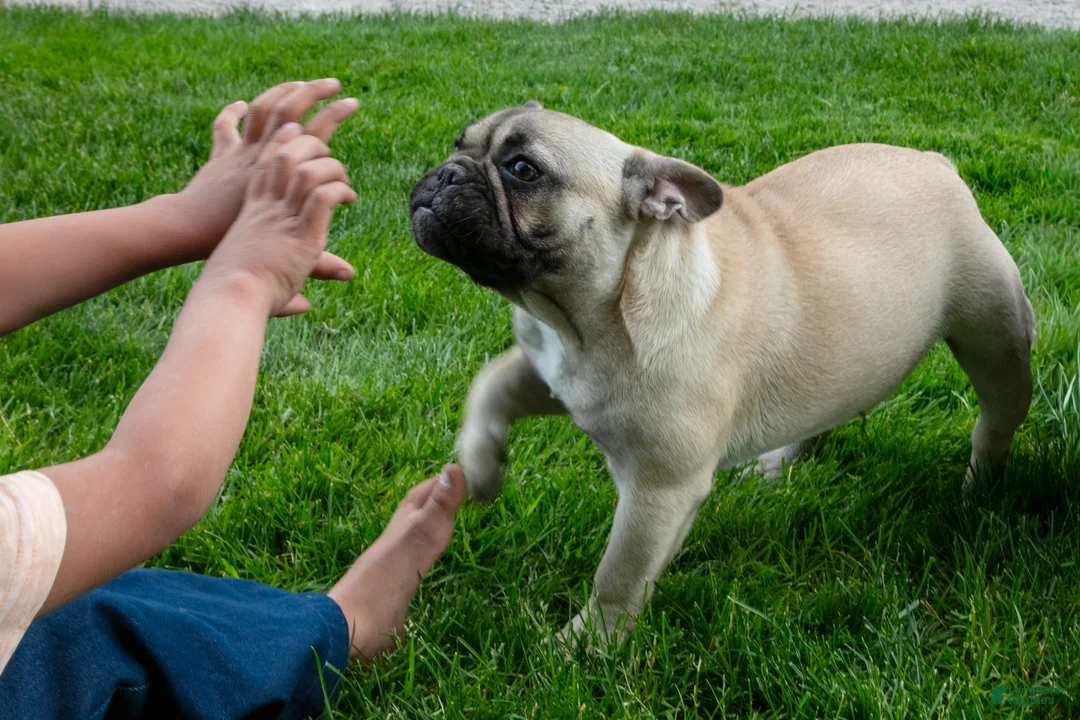 French Bulldog dogs for sale: Lacy - Ad 2