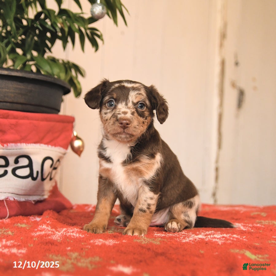 Jackapoo dogs Cinnamon - Ad 19