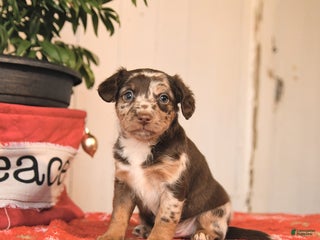 Jackapoo dogs Cinnamon - Ad 19