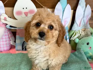 Cockapoo dogs Franko - Ad 4