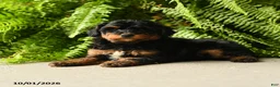 Mini Aussiedoodle dogs for sale: Ursula - Ad 3