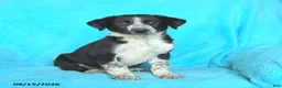 Mixed Breed dogs for sale: Buddy - Ad 3