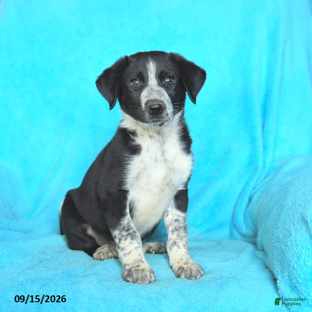 Mixed Breed dogs for sale: Buddy - Ad 3