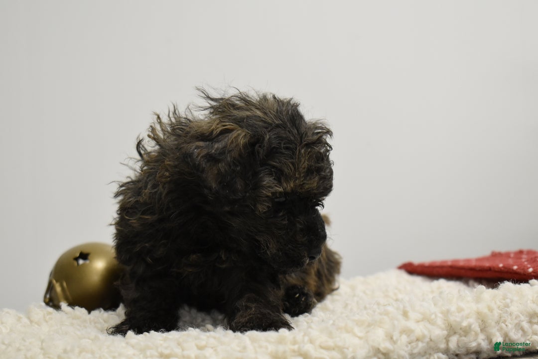 Toy Poodle dogs for sale: Brockton - Ad 7