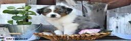 Australian Shepherd dogs for sale: Tom  - Ad 3