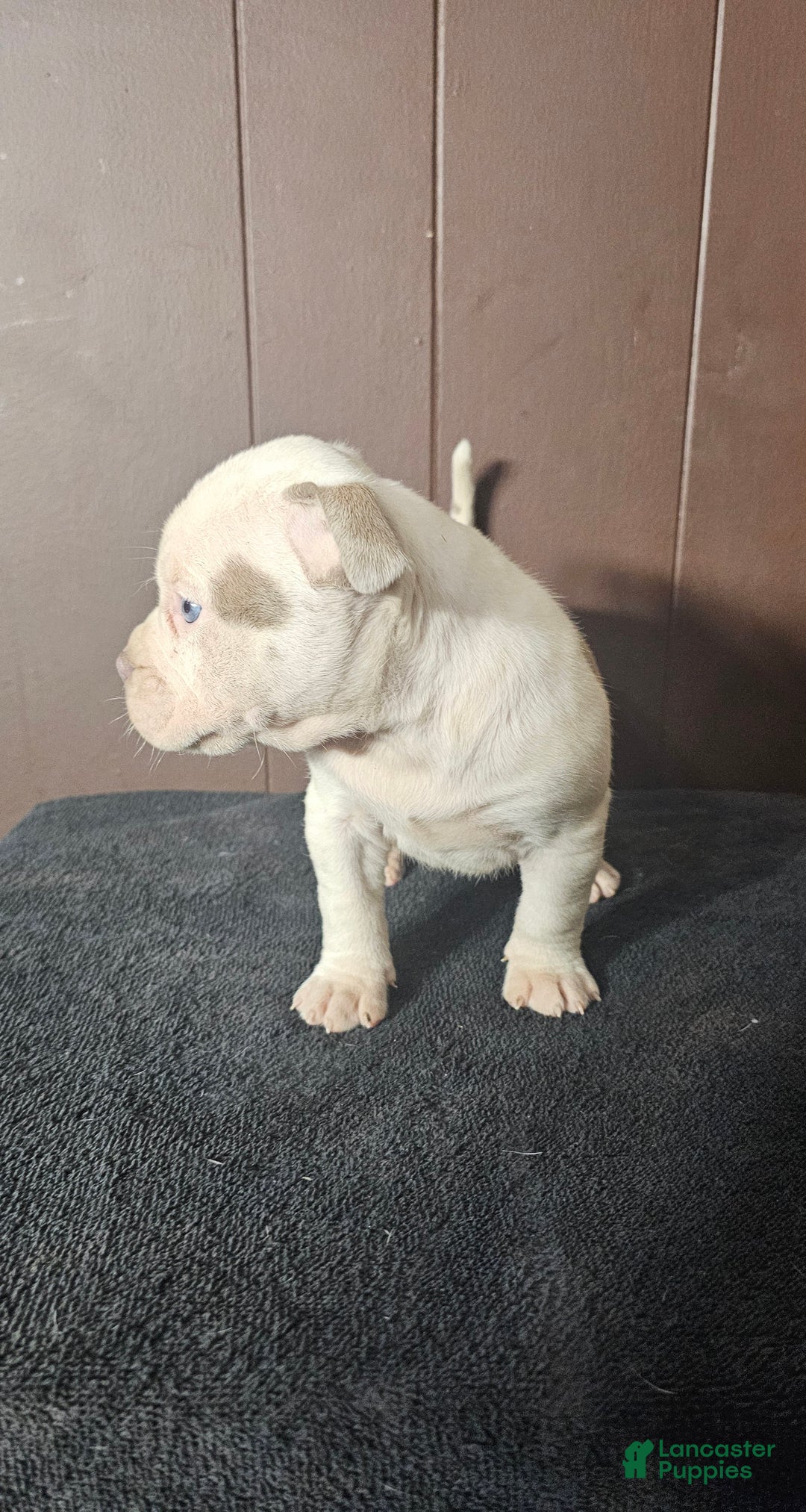 American Bully dogs for sale: Bone Crusher - Lilac Pied - Ad 1