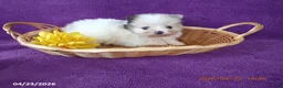 Pomeranian dogs for sale: Valentine - Ad 5
