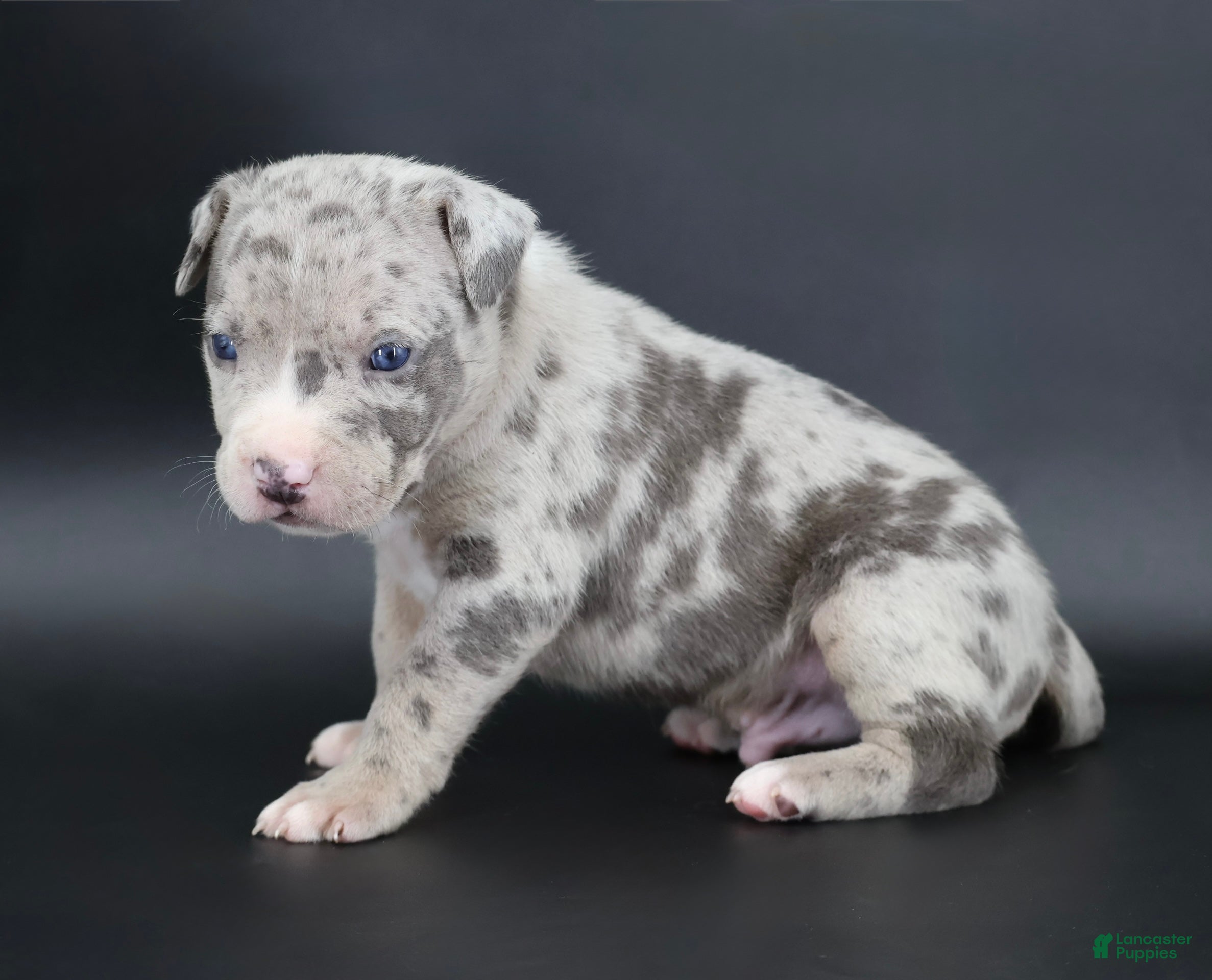 Ezra, American Bully