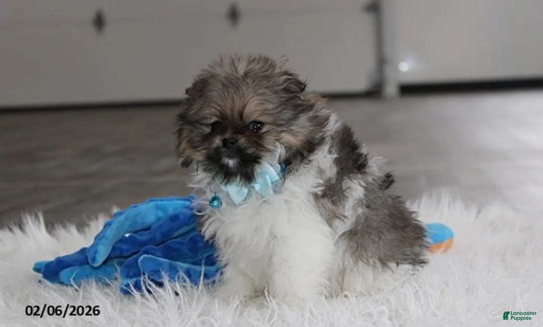 Pomeranian dogs for sale: Teddy - Ad 10