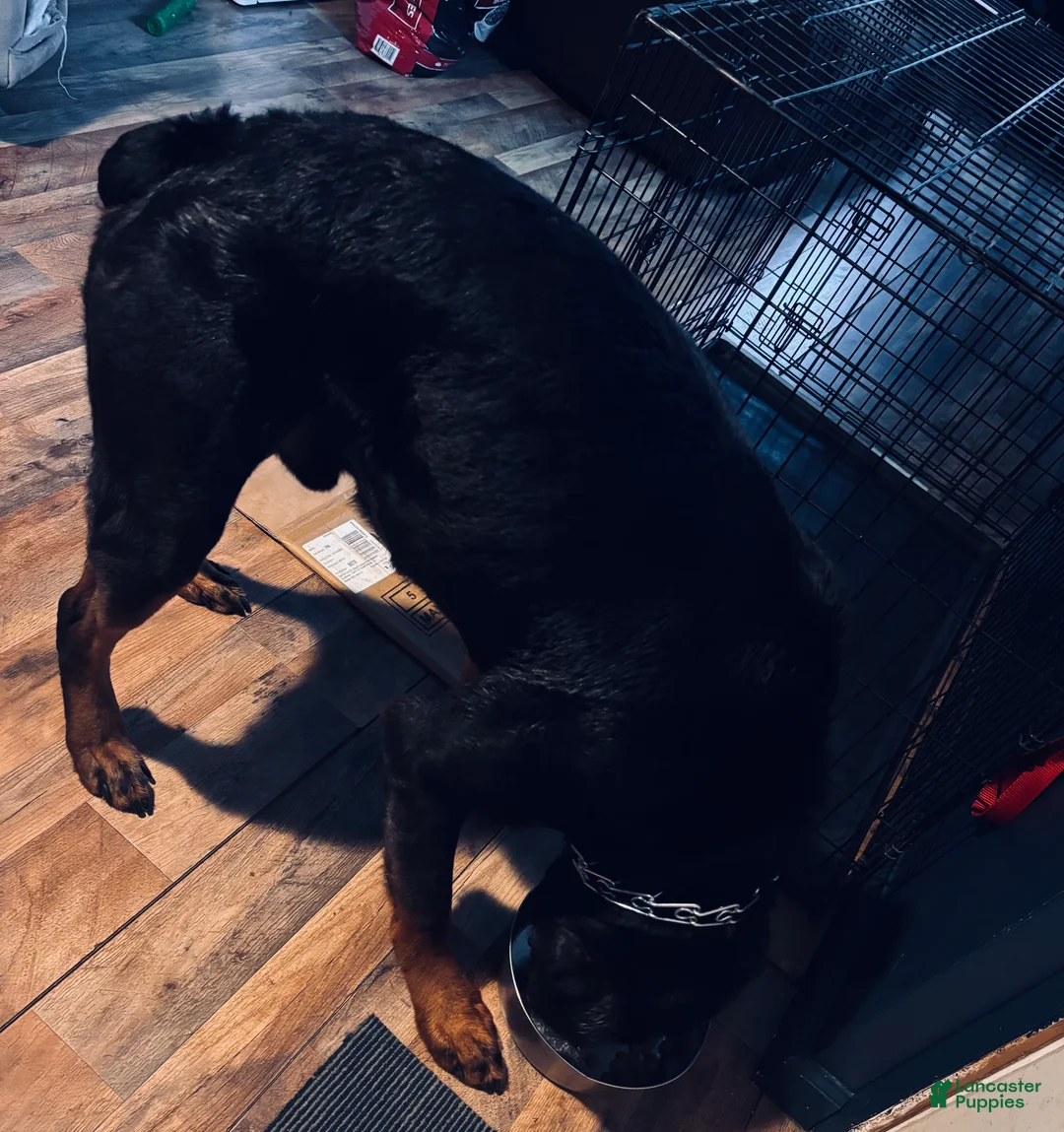Rottweiler dogs for sale: Rex - Ad 2