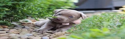 Labrador Retriever dogs for sale: Clover - Ad 3