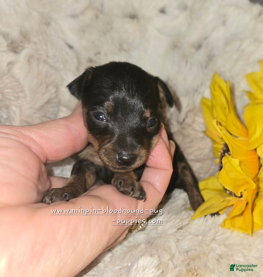 Miniature Pinscher dogs for sale: Dafne black and tan brindle markings  - Ad 5