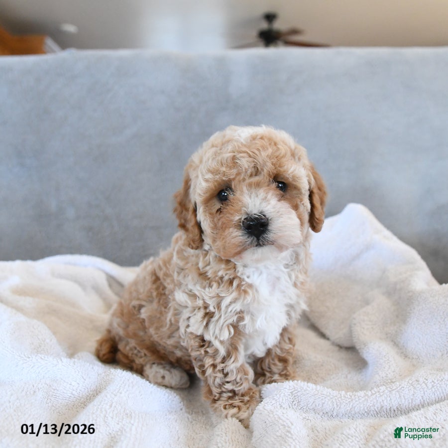 Afghan Hound dogs Blossom - Ad 3