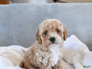 Afghan Hound dogs Blossom - Ad 3