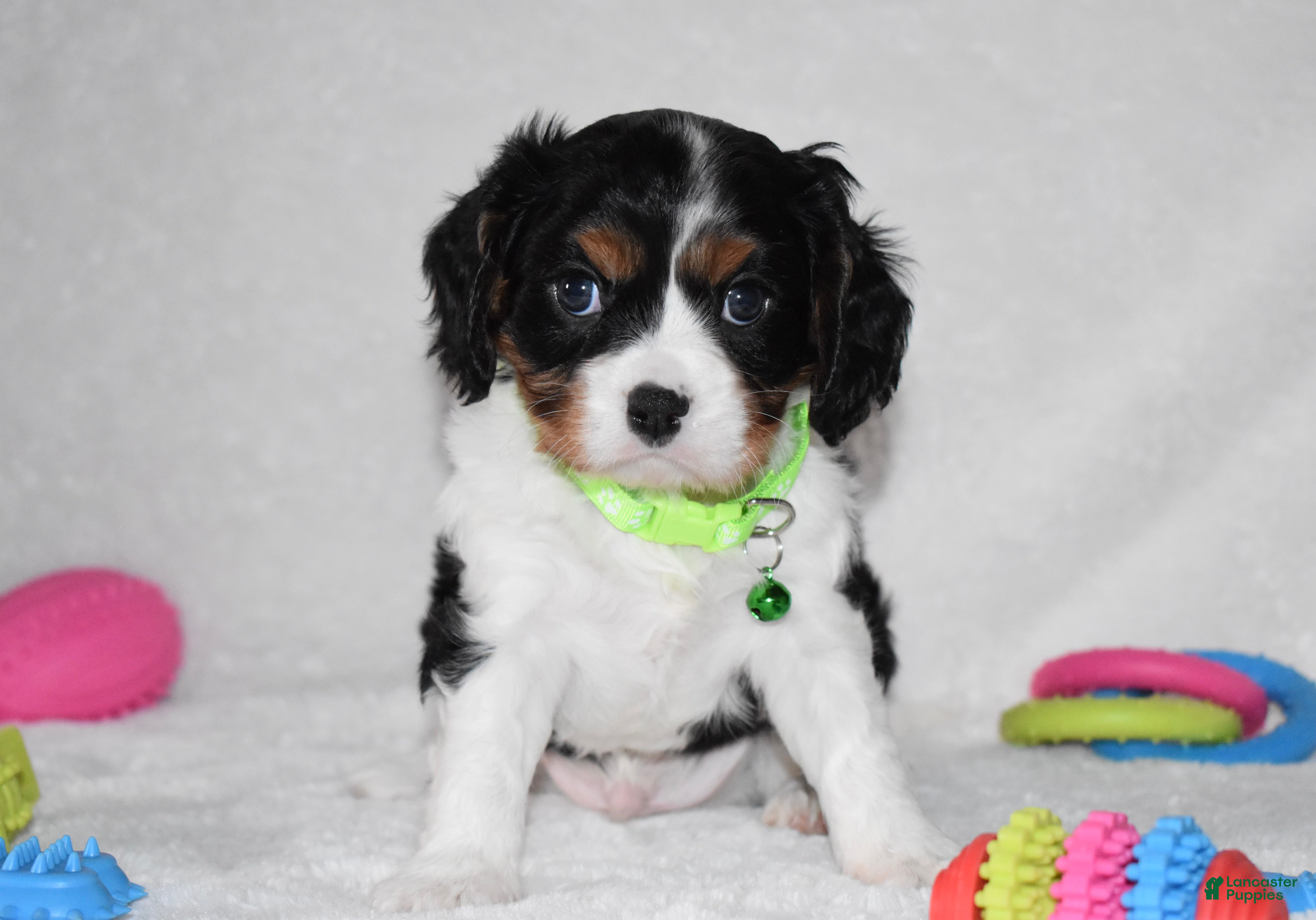 Cavalier King Charles Spaniel dogs Quinn - Ad 41