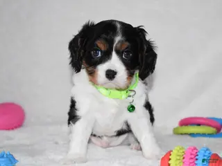 Cavalier King Charles Spaniel dogs Quinn - Ad 41