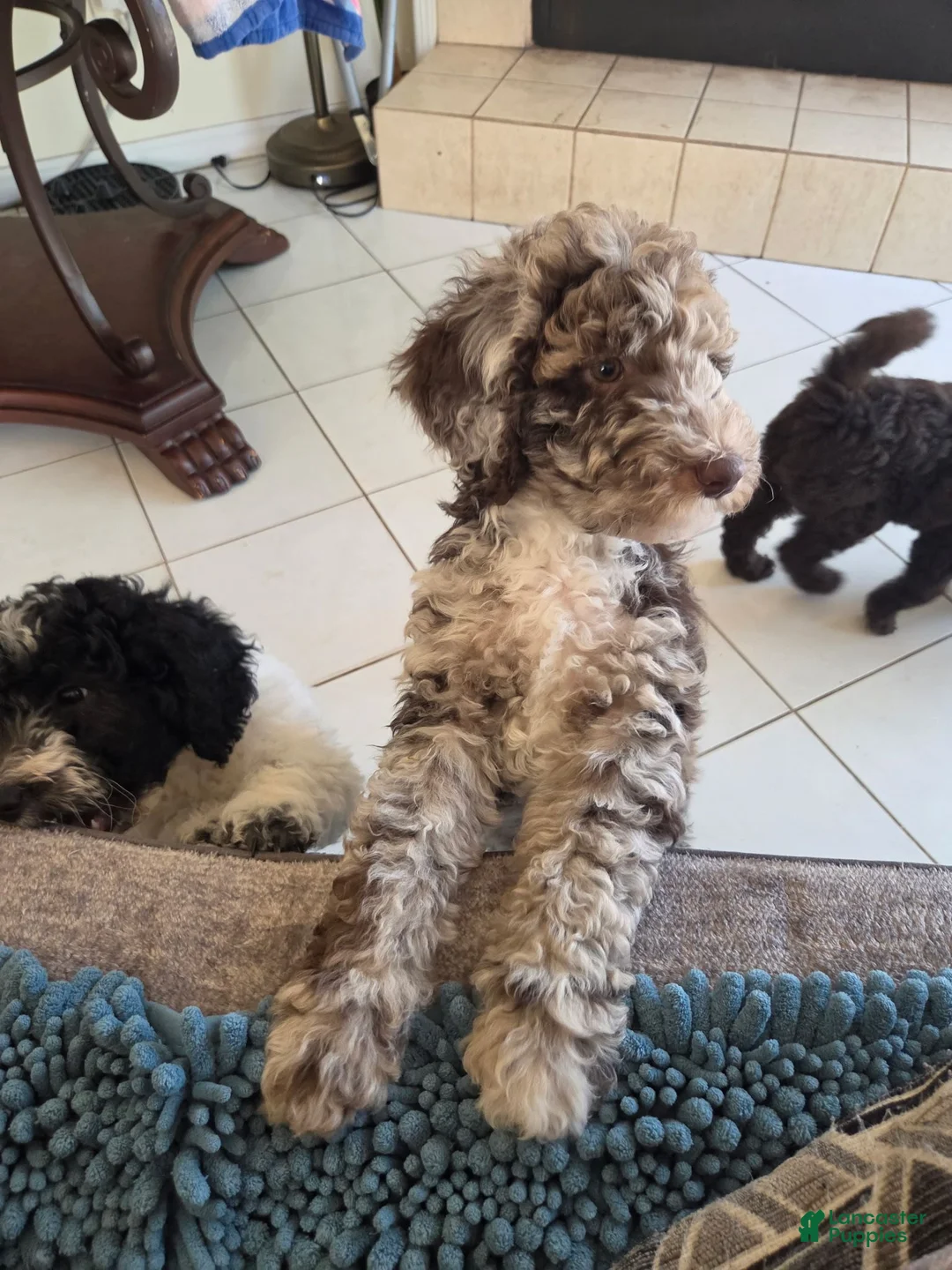 Miniature Poodle dogs for sale: Zinger - Ad 1