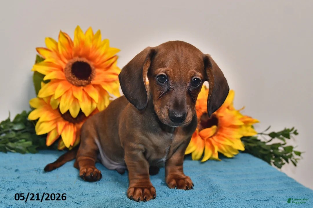 Miniature Dachshund dogs for sale: Oscar - Ad 2