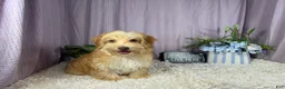 Havapoo dogs for sale: Havapoo 1 - Ad 1
