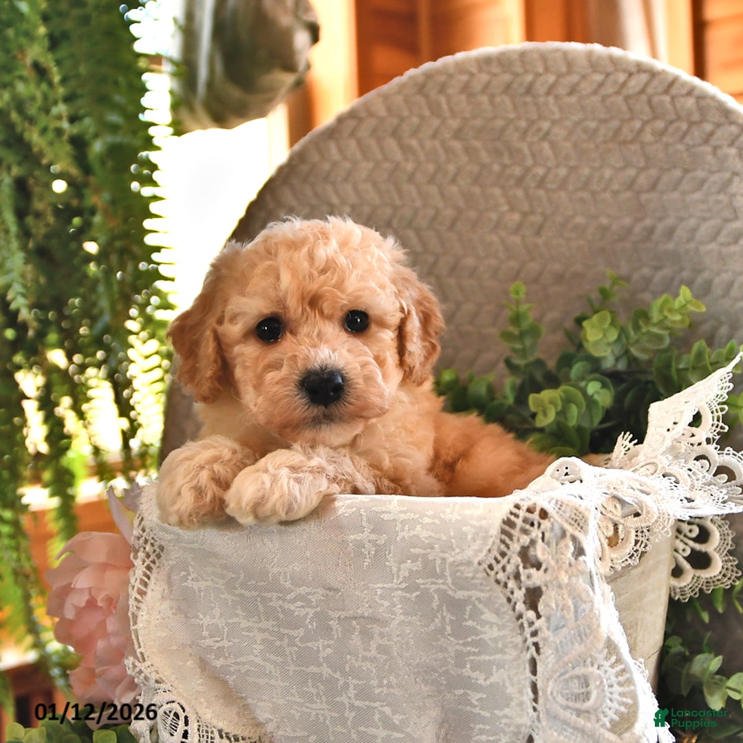 Bichpoo dogs for sale: Brooklyn - Ad 1