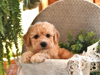 Bichpoo dogs Brooklyn - Ad 25