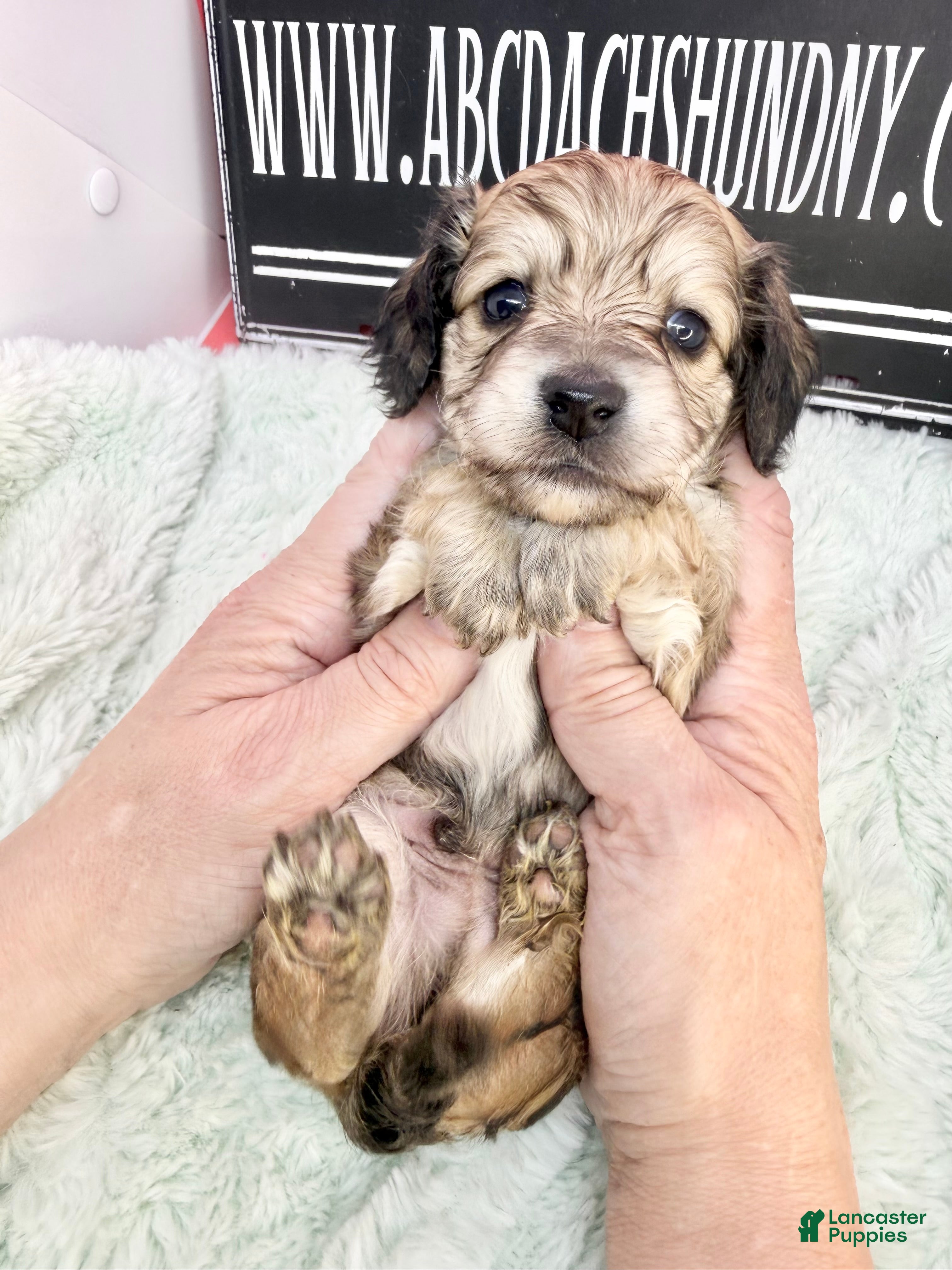 Miniature Dachshund dogs Eng cream - Ad 17