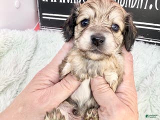 Miniature Dachshund dogs Eng cream - Ad 36