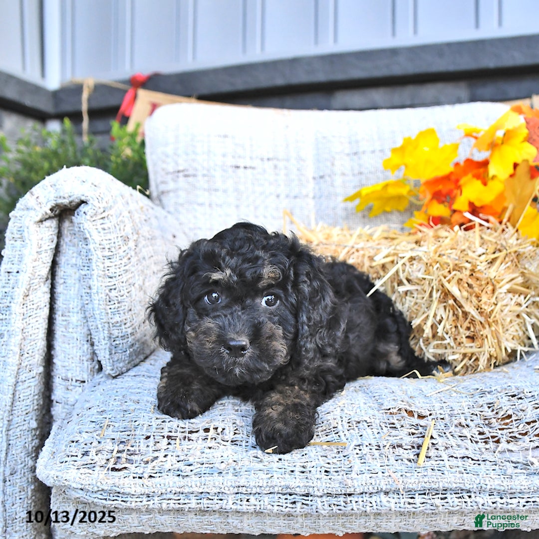 Cavapoo dogs for sale: Buster - Ad 7