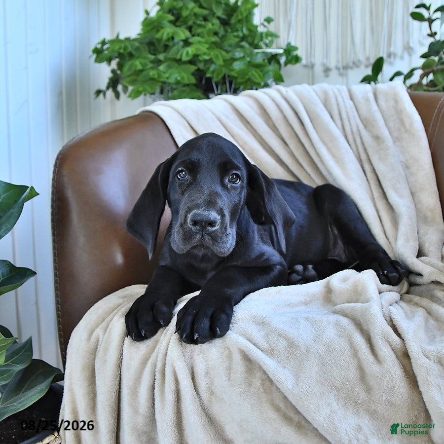 Great Dane dogs Bango - Ad 1