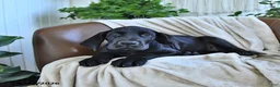 Great Dane dogs for sale: Bango - Ad 1