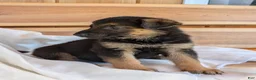 German Shepherd dogs for sale: 🐾TURBO🐾 - Ad 8