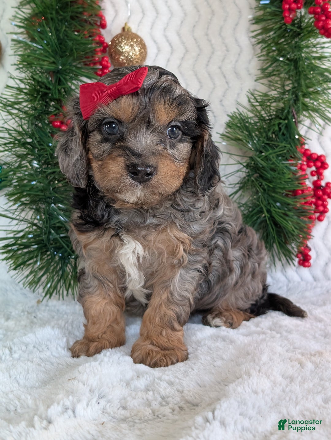 Cavapoo dogs for sale: Bluey - Ad 2
