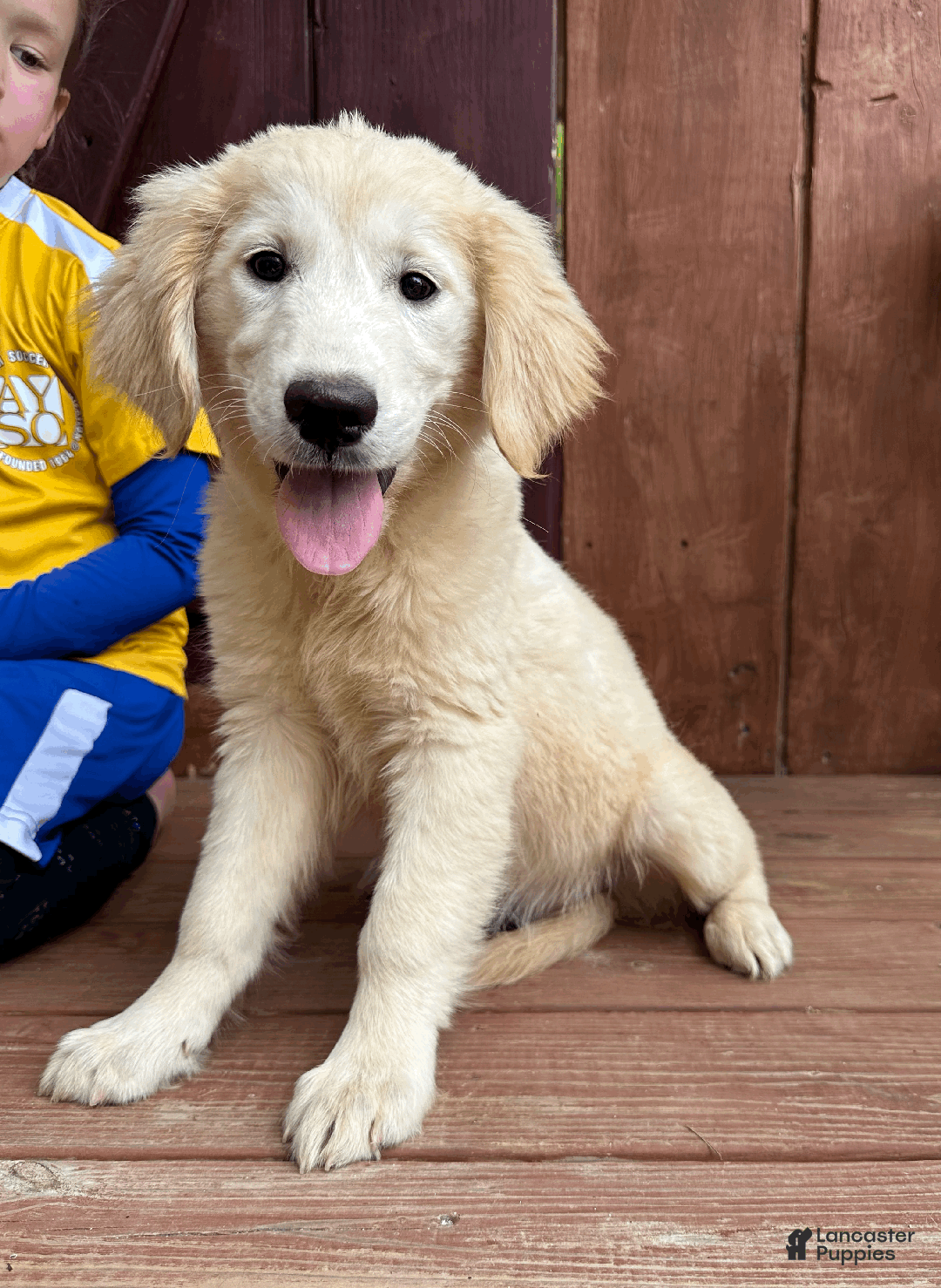Golden Retriever dogs for sale: AKC Gretel - Ad 8