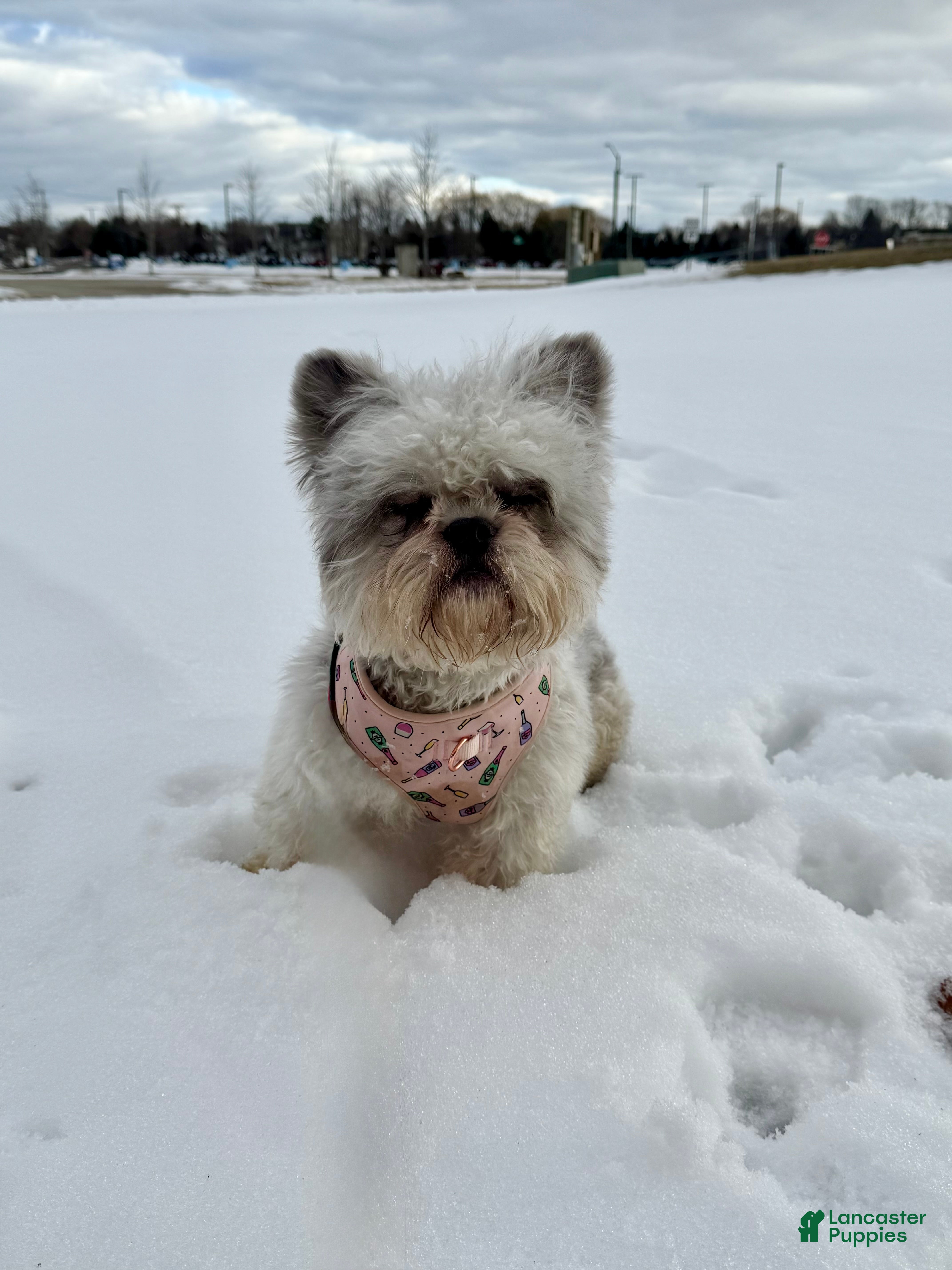 French Bulldog dogs Chrissy - Ad 30