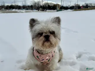 French Bulldog dogs Chrissy - Ad 30