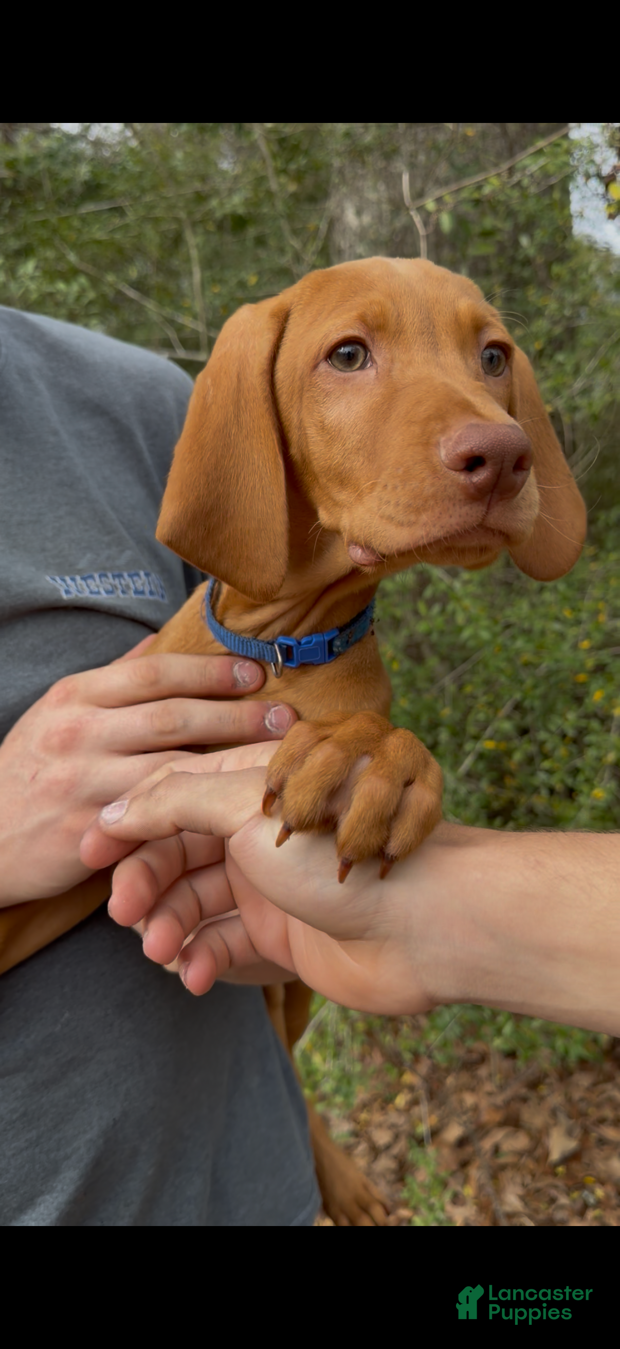 Vizsla dogs Blue Male - Ad 1