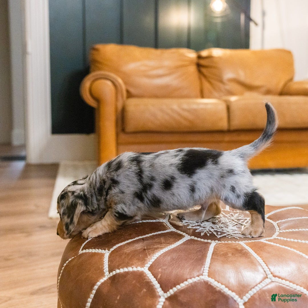 Miniature Dachshund dogs for sale: Max - Ad 10