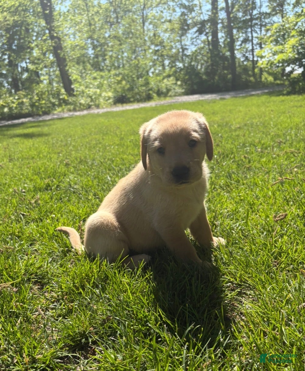 Labrador Retriever dogs Prince - Ad 2