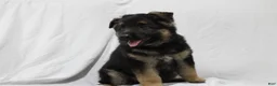 German Shepherd dogs for sale: Ellie  - Ad 5