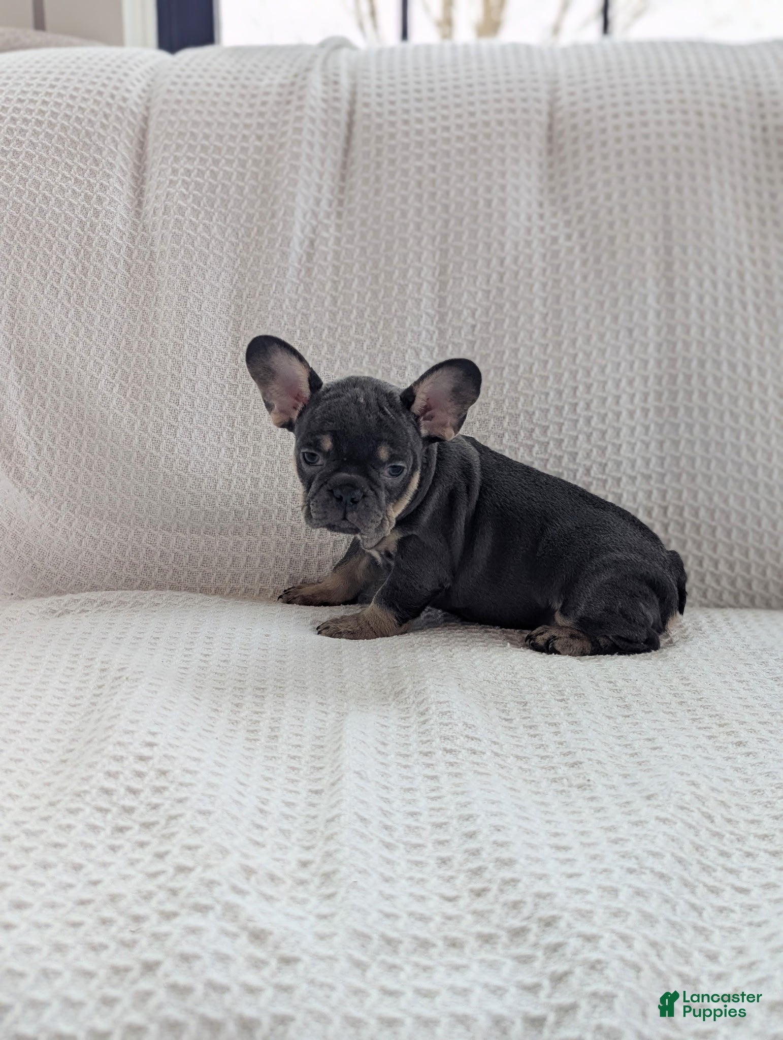 French Bulldog dogs Moose  - Ad 2