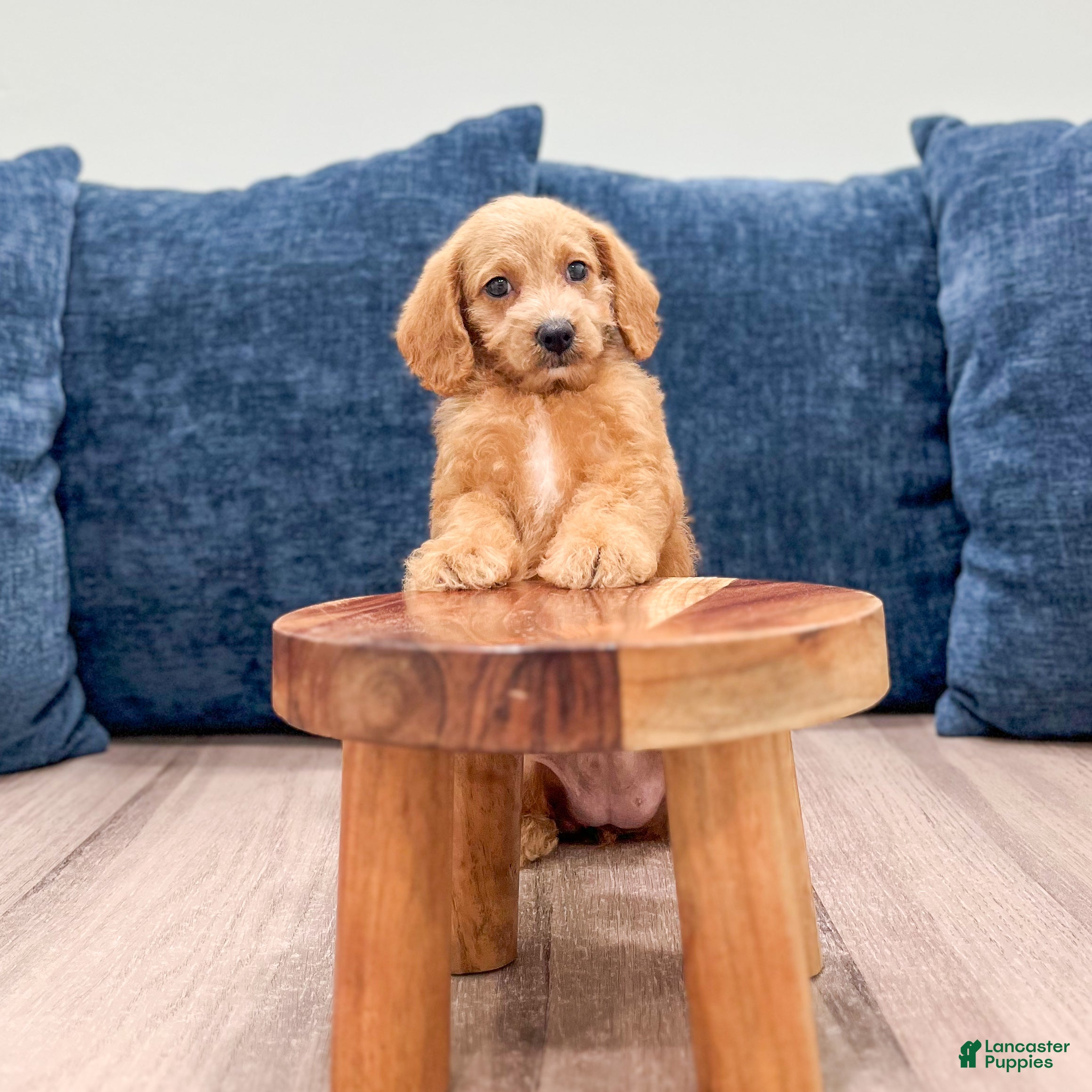 Miniature Labradoodle dogs Opal - Ad 2