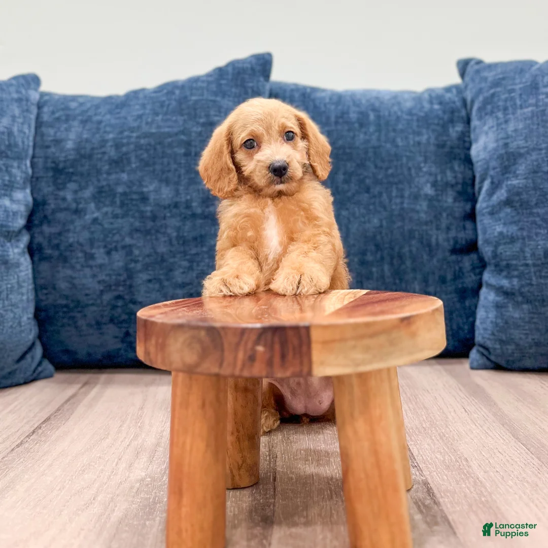 Miniature Labradoodle dogs for sale: Opal - Ad 2