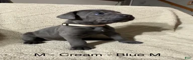 Cream