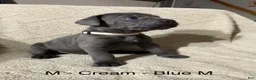 Cane Corso dogs for sale: Cream - Ad 1