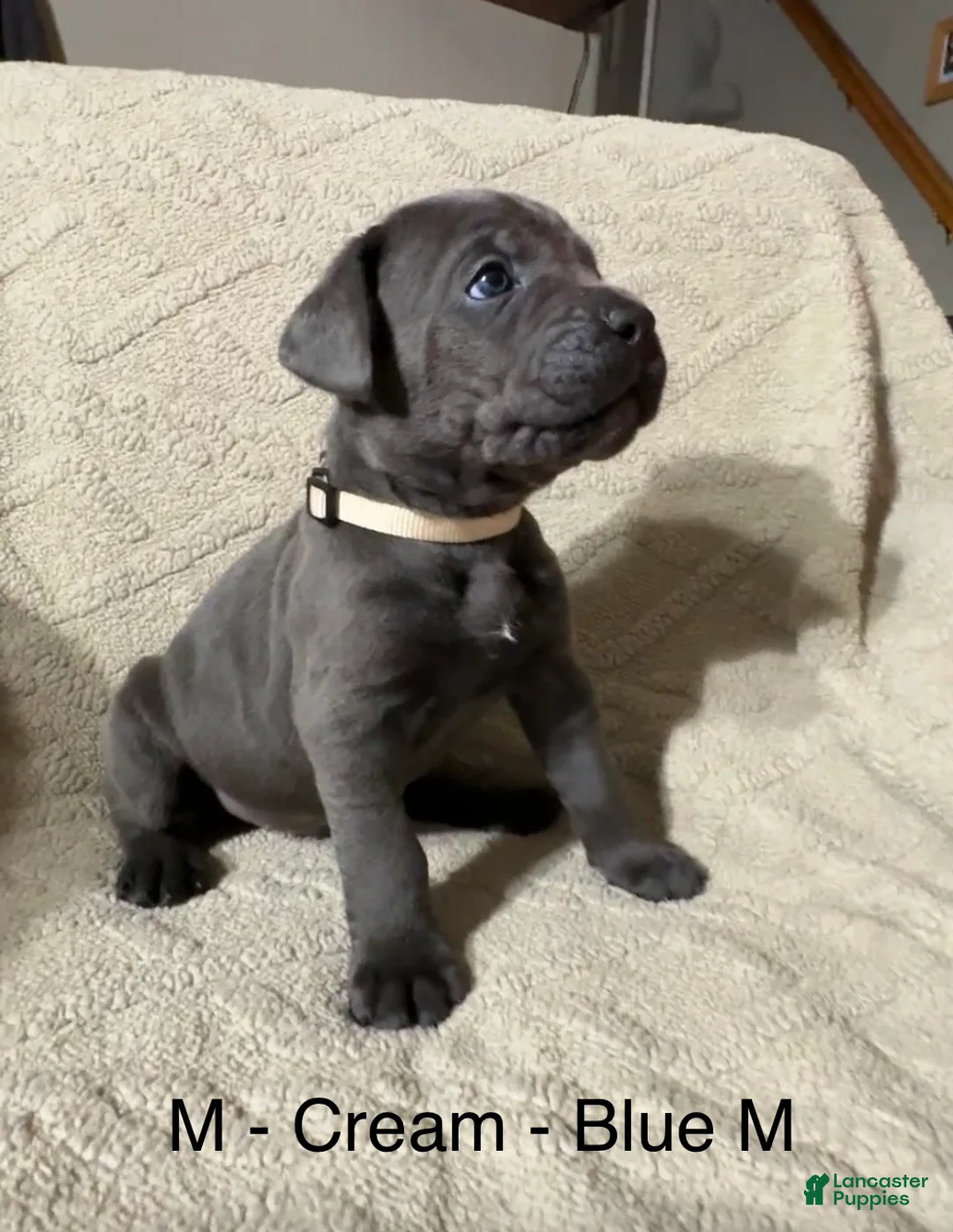 Cane Corso dogs for sale: Cream - Ad 1