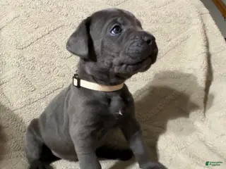 Cane Corso dogs Cream - Ad 20