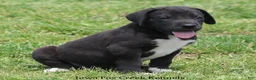 Great Dane dogs for sale: MIlo - Ad 3